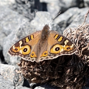 Junonia villida at Latham, ACT - 24 Oct 2024