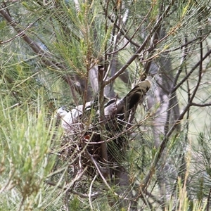 Ocyphaps lophotes at Amaroo, ACT - 25 Oct 2024