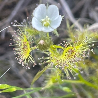 Drosera gunniana (Pale Sundew) at Yass River, NSW - 26 Oct 2024 by JaneR