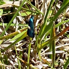 Pollanisus (genus) (A Forester Moth) at Hall, ACT - 27 Oct 2024 by GNeumann