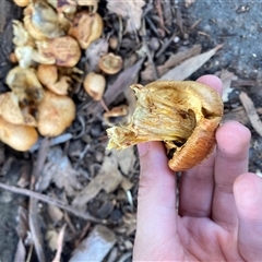 Gymnopilus junonius at Dickson, ACT - 27 Oct 2024 05:43 PM