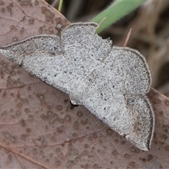 Taxeotis intermixtaria (Dark-edged Taxeotis) at Hall, ACT - 27 Oct 2024 by Anna123