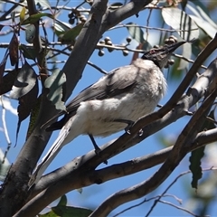 Philemon corniculatus (Noisy Friarbird) at Hall, ACT - 26 Oct 2024 by Anna123