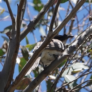 Philemon corniculatus at Hall, ACT - 26 Oct 2024