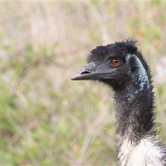 Dromaius novaehollandiae (Emu) at Uriarra Village, ACT - 27 Oct 2024 by rawshorty