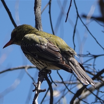 Oriolus sagittatus (Olive-backed Oriole) at Hall, ACT - 26 Oct 2024 by Anna123