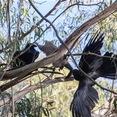 Corvus coronoides (Australian Raven) at Fyshwick, ACT - 25 Oct 2024 by rawshorty