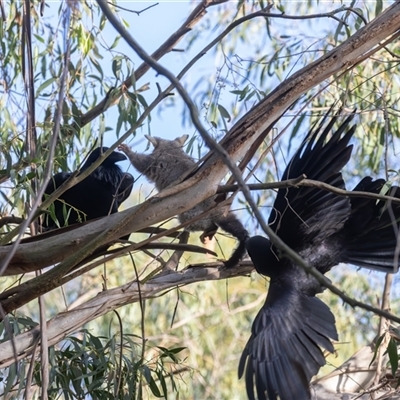 Corvus coronoides (Australian Raven) at Fyshwick, ACT - 25 Oct 2024 by rawshorty