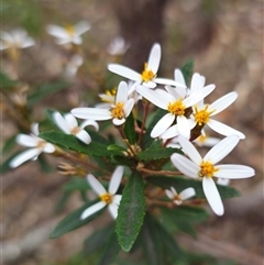 Olearia erubescens (Silky Daisybush) at Captains Flat, NSW - 27 Oct 2024 by Csteele4