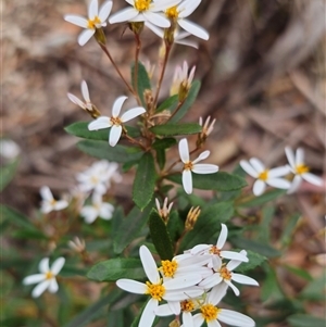 Olearia erubescens at Captains Flat, NSW - 27 Oct 2024