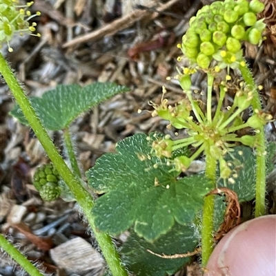 Hydrocotyle laxiflora (Stinking Pennywort) at Jerrabomberra, NSW - 27 Oct 2024 by SteveBorkowskis