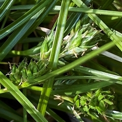 Carex inversa (Knob Sedge) at Jerrabomberra, NSW - 27 Oct 2024 by SteveBorkowskis