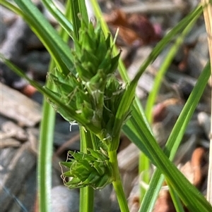 Carex inversa at Jerrabomberra, NSW - suppressed