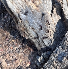 Papyrius sp. (genus) (A Coconut Ant) at Pialligo, ACT - 26 Oct 2024 by Untidy