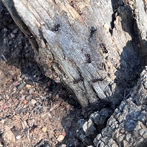 Papyrius sp. (genus) at Pialligo, ACT - suppressed