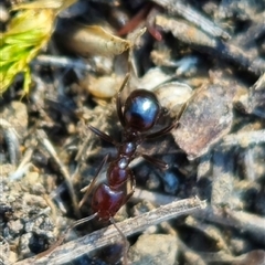 Papyrius sp. (genus) at Pialligo, ACT - 26 Oct 2024