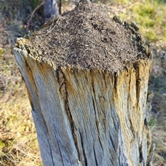 Papyrius sp. (genus) at Pialligo, ACT - suppressed