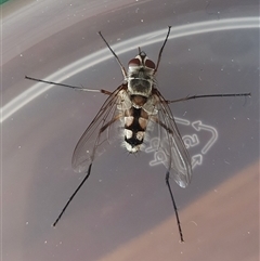 Senostoma sp. (genus) (A parasitoid tachinid fly) at Yass River, NSW - 27 Oct 2024 by SenexRugosus