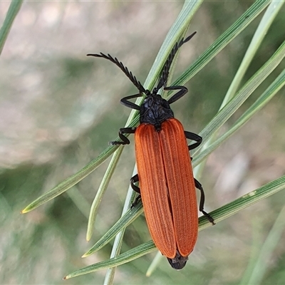 Porrostoma rhipidium (Long-nosed Lycid (Net-winged) beetle) at Yass River, NSW - 27 Oct 2024 by SenexRugosus