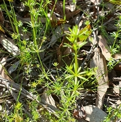 Galium divaricatum (Slender Bedstraw) at Yass River, NSW - 24 Oct 2024 by SenexRugosus