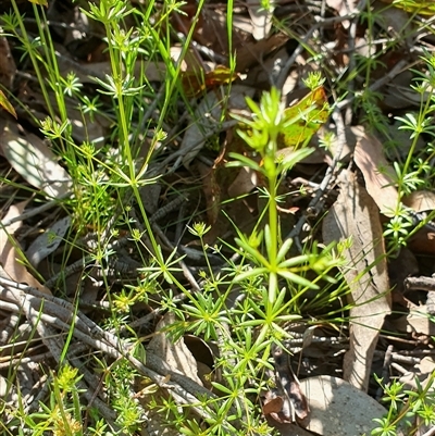 Galium divaricatum (Slender Bedstraw) at Yass River, NSW - 24 Oct 2024 by SenexRugosus