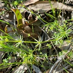 Galium divaricatum at Yass River, NSW - 25 Oct 2024 09:15 AM