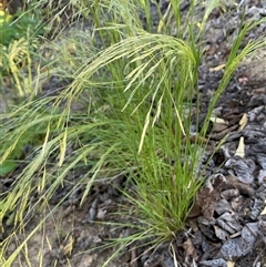 Lachnagrostis filiformis (Blown Grass) at Jerrabomberra, NSW - 27 Oct 2024 by SteveBorkowskis