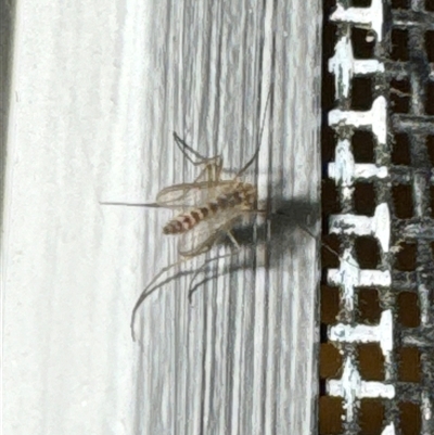 Unidentified Crane fly, midge, mosquito or gnat (several families) at Aranda, ACT - 23 Oct 2024 by Jubeyjubes