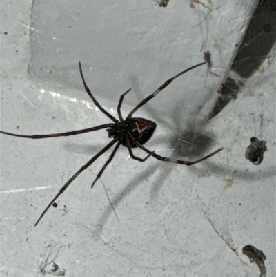 Latrodectus hasselti (Redback Spider) at Aranda, ACT - 23 Oct 2024 by Jubeyjubes