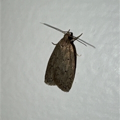 Acantholena siccella (A Concealer moth (Chezala Group)) at Aranda, ACT - 23 Oct 2024 by Jubeyjubes