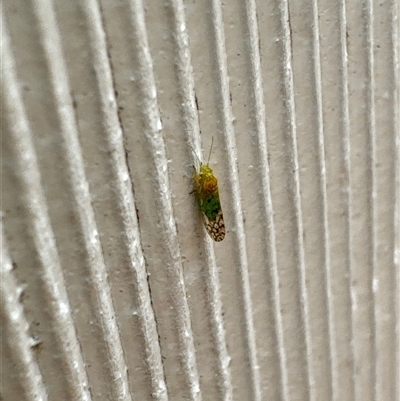 Psyllidae sp. (family) (Unidentified psyllid or lerp insect) at Aranda, ACT - 27 Oct 2024 by Jubeyjubes