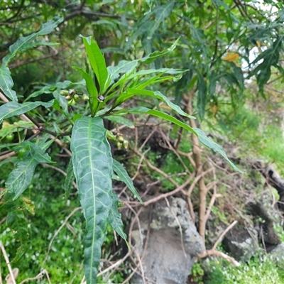 Solanum linearifolium at Macarthur, VIC - 27 Oct 2024 by MB