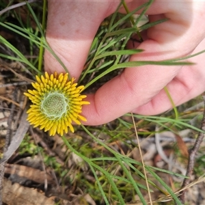 Isopogon prostratus at Warri, NSW - 27 Oct 2024