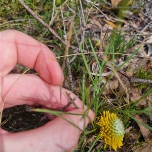 Isopogon prostratus at Warri, NSW - suppressed