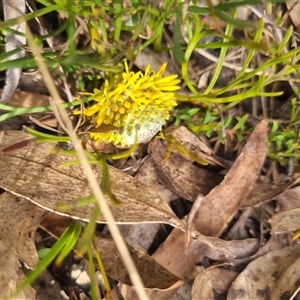 Isopogon prostratus at Warri, NSW - suppressed