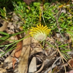 Isopogon prostratus at Warri, NSW - 27 Oct 2024