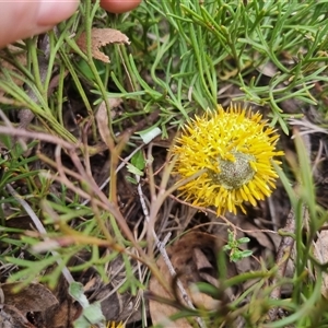 Isopogon prostratus at Warri, NSW - 27 Oct 2024