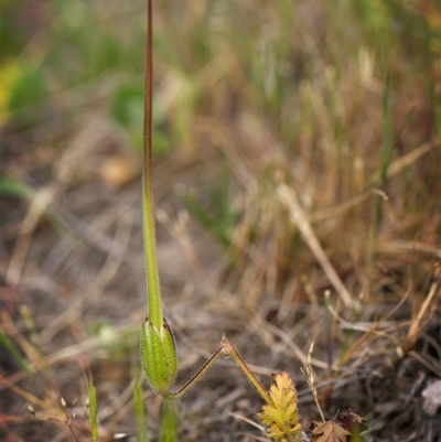 Erodium sp. (A Storksbill) at Crestwood, NSW - 27 Oct 2024 by Debbie05