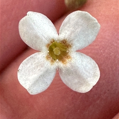 Mitrasacme polymorpha (Varied Mitrewort) at Jervis Bay, JBT - 27 Oct 2024 by lbradley