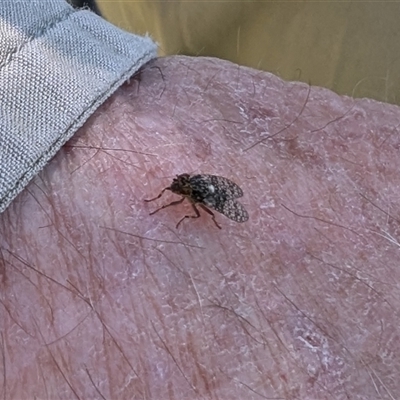 Euprosopia sp. (genus) (Signal fly) at Yass River, NSW - 26 Oct 2024 by SenexRugosus