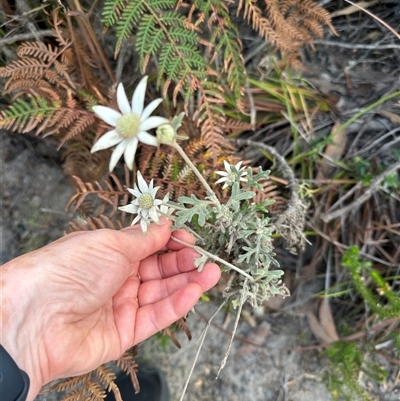 Actinotus helianthi (Flannel Flower) at Jervis Bay, JBT - 27 Oct 2024 by lbradley