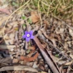 Wahlenbergia planiflora at Warri, NSW - 27 Oct 2024 by clarehoneydove