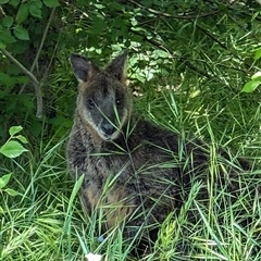 Wallabia bicolor (Swamp Wallaby) at Strathnairn, ACT - 27 Oct 2024 by mroseby