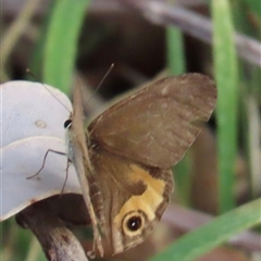 Hypocysta metirius (Brown Ringlet) at Jervis Bay, JBT - 27 Oct 2024 by lbradley