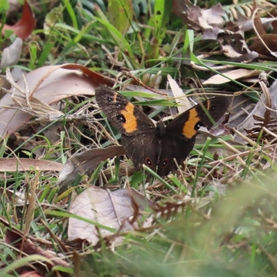 Tisiphone abeona (Varied Sword-grass Brown) at Jervis Bay, JBT - 27 Oct 2024 by lbradley