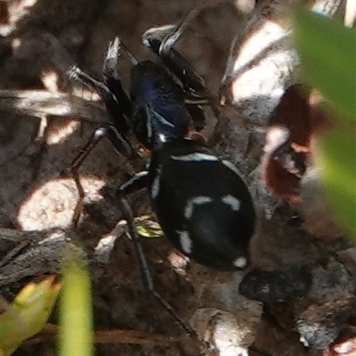 Gnaphosidae (family) at Hall, ACT - 27 Oct 2024 by Anna123