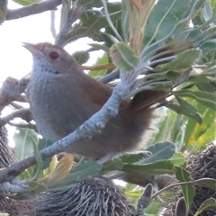 Dasyornis brachypterus (Eastern Bristlebird) at Jervis Bay, JBT - 27 Oct 2024 by lbradley