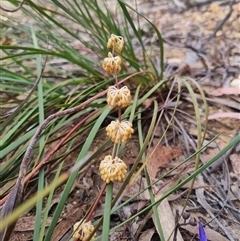 Lomandra multiflora (Many-flowered Matrush) at Warri, NSW - 27 Oct 2024 by clarehoneydove