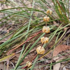 Lomandra multiflora at Warri, NSW - suppressed