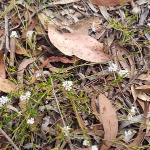 Leucopogon virgatus at Warri, NSW - suppressed